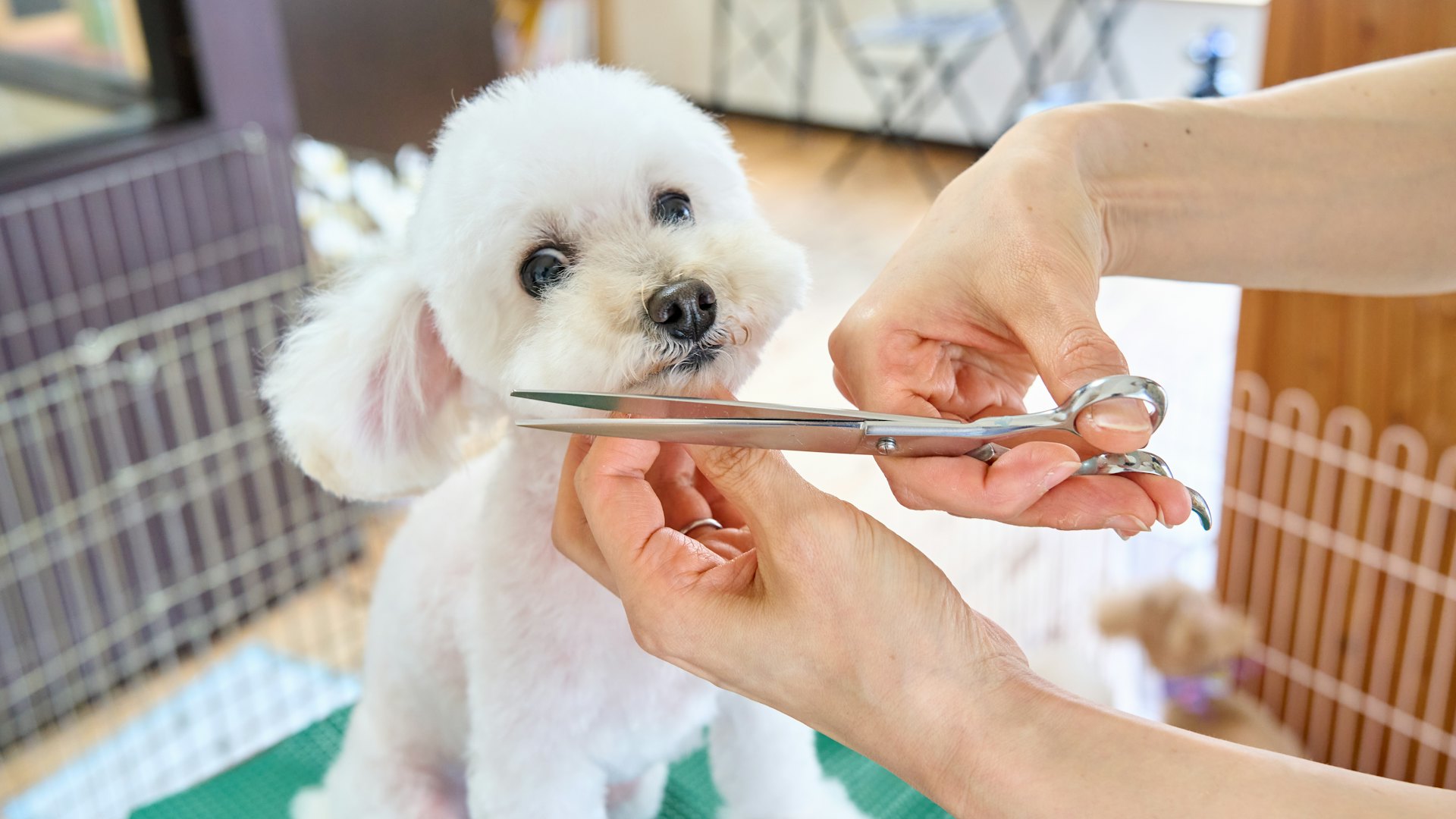 Pet grooming website template